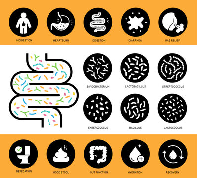 Gut health and digestions supplements icon set for design, branding, presentation. The solid vector icons are well scalable and editable for packaging label design. Ready for your design. EPS10.