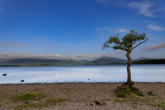 Lonely tree on a beautiful morning at the banks of Loch Lomond in the Loch Lomond and the Trossachs National Park in Scotland.