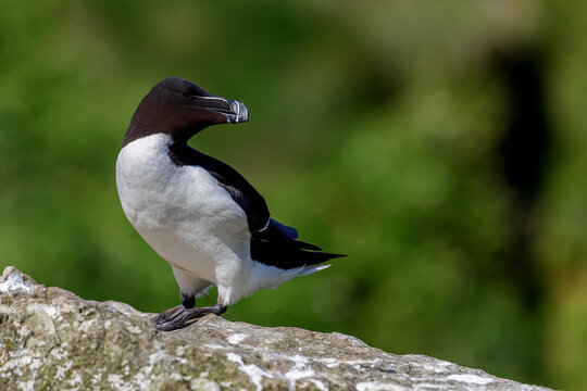 Razorbill (Alca torda) on the cliffs of Lunga in the Treshnish Isles in Scotland.