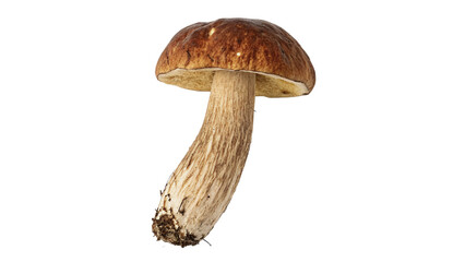 Fresh forest porcini mushroom isolated wild edible boletus on transparent studio background © Jack