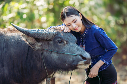 Charming young Isan woman in traditional Indigo dyed costume gently petting her water buffalo with love in Sakon Nakhon countryside, Thailand