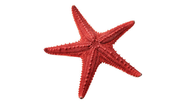 Bright red starfish marine sea star animal isolated on plain dark background