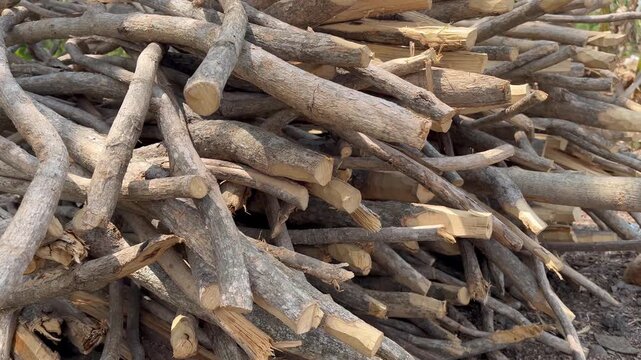 Close up of gathered dry tree branches and timber logs on the ground