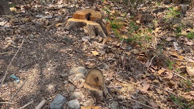 Multiple fresh cut tree stumps on dry forest floor concept