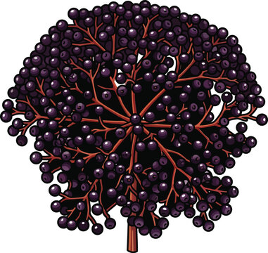 Large cluster of ripe black elderberries on reddish stems illustration from a front view