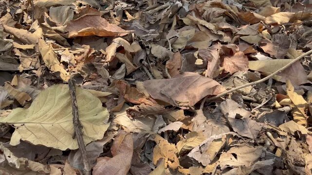 Pile of Dry Autumn Leaves on the Ground