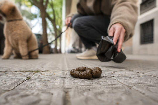 Dog Owner Picking Up Pet Waste from a City Sidewalk
