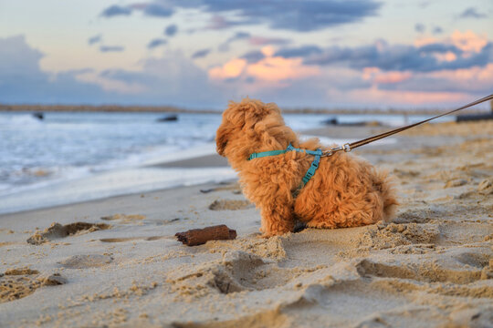 Maltipoo puppy at the beach with summer sunset. Poland