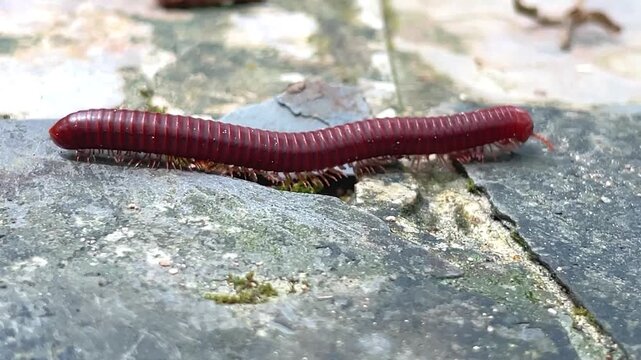 A dark red Tyropygus centipede moves slowly across a rough concrete surface in its natural environment.