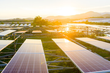 rows of solar panels in a farm at sunset © zhangyang135769