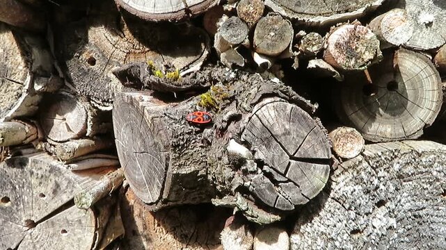 video of firebug insects moving inside of an insect hotel