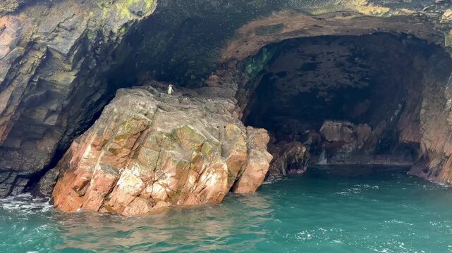 Humboldt Penguin Standing on Rocky Sea Cave at Ballestas Islands, Peru