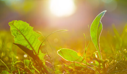 closeup green plant on forest glade in light of sparkle sun, beautiful outdoor natural background © Yuriy Kulik