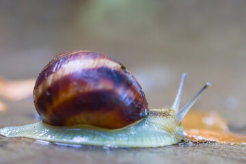 closeup grape snail  crawl on the ground © Yuriy Kulik