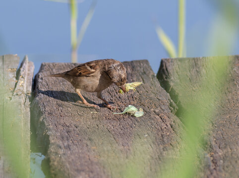 House sparrow Passer domesticus eating green insect on wooden pier