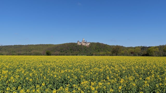 Nordstemmen, Niedersachsen, Germany - April 21, 2026 - Marienburg Castle Above Rapeseed Field in Nordstemmen Germany 