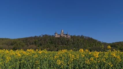 Norstemmen, Lower Saxony, Germany – April 21, 2026 - Marienburg Castle stands prominently above a wooded hill and a vivid yellow rapeseed field under a clear blue spring sky.  © Maik