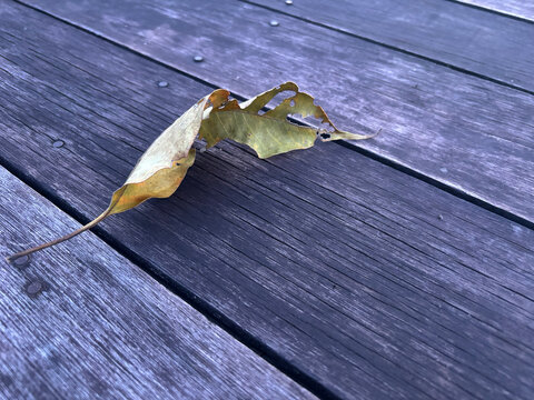 dried leaf with natural