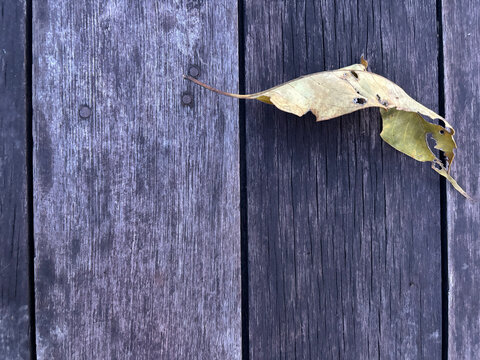 dried leaf with natural