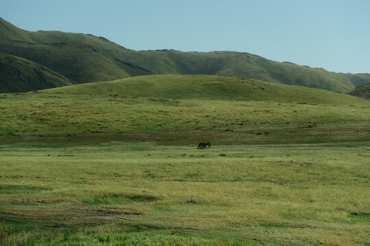Vast rolling green hills landscape in steppe near Irtysh river in East Kazakhstan and a horse in the distance