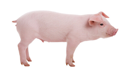 Young pink piglet standing, isolated on transparent background © Marcel
