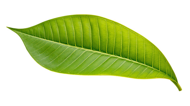 Vibrant green mango leaf with prominent veins, isolated on transparent background
