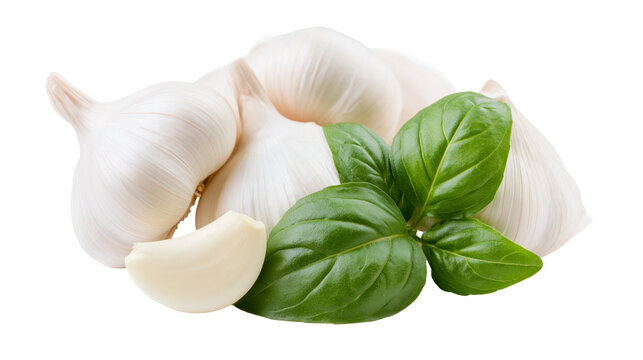 Fresh white garlic bulbs and a single clove with green basil leaves, isolated on transparent background