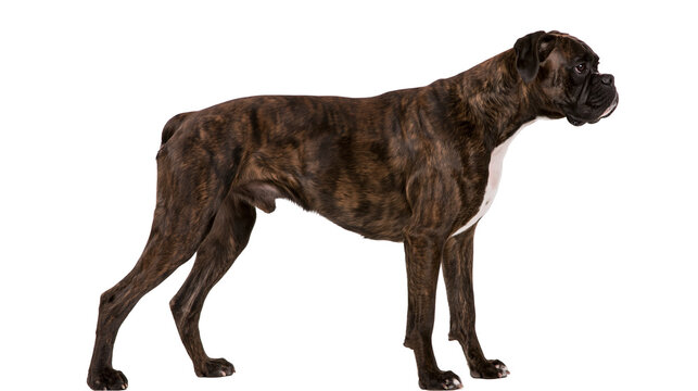 Brindle boxer dog standing alert, isolated on transparent background