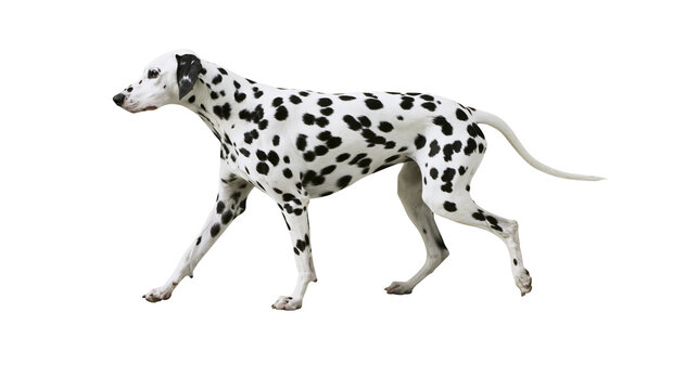 Spotted Dalmatian dog walking, isolated on transparent background