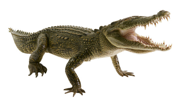 Reptilian crocodile with open mouth and sharp teeth, isolated on transparent background