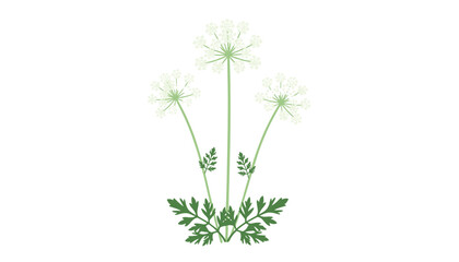 Fototapeta premium Delicate illustration of white cow parsley flowers, also known as wild chervil, with green stems and leaves.
