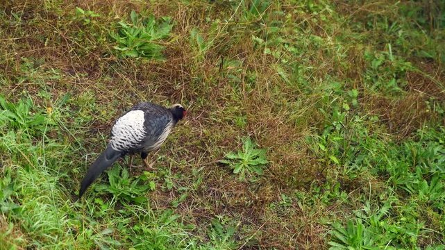Male Kalij Pheasant Walking and Foraging Through Himalayan Grassland in India