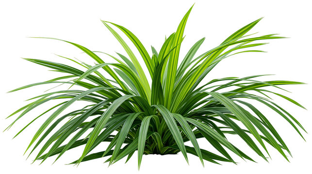 Lush green pandan plant with long slender leaves, isolated on transparent background