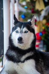 Close Up Portrait of Siberian Husky Dog with Blue Eyes and Christmas Background © AgioiDouloi