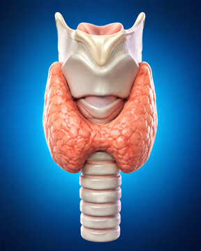 Human thyroid gland surrounding larynx and trachea