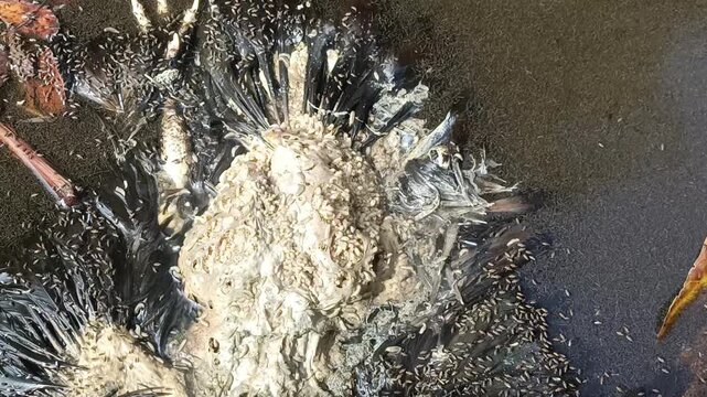 Oil slick spreads across muddy waters