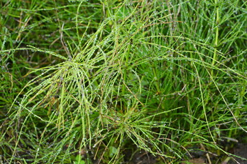 Fototapeta premium Characteristic green summer shoots of field horsetail (Equisetum arvense), medicinal plant, medicine. Botanical School Garden, Hanover, Germany.