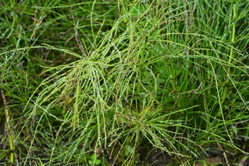 Fototapeta premium Characteristic green summer shoots of field horsetail (Equisetum arvense), medicinal plant, medicine. Botanical School Garden, Hanover, Germany.