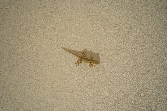 small brown gecko lizard on textured beige wall casting sharp shadow