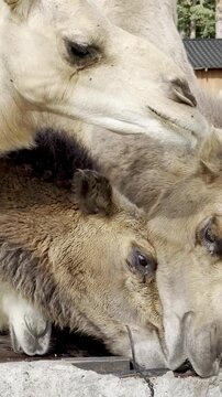 A close-up of a group of friendly camels drinking water from a wooden trough together in an outdoor enclosure.