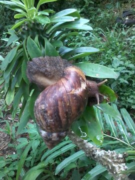 The Giant African Snail is one of the largest terrestrial gastropods in the world, featuring a large, conical brown-striped shell 