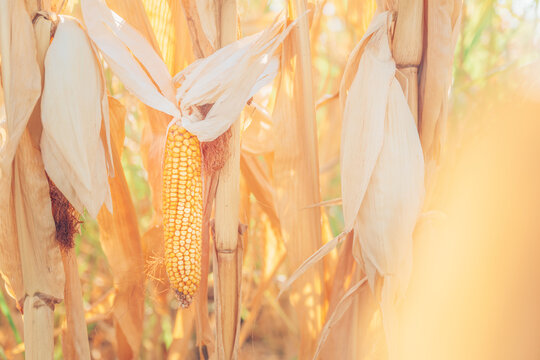 Golden ear of maize ready for harvest on stalk in agricultural cornfield. Concept of crop yield, autumn harvest, grain production, organic farming, and agricultural supply chain.