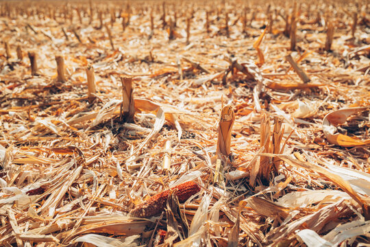 Dry maize stubble and abundant crop residue remaining across farmland after corn harvest. Post-harvest field management, organic biomass, soil conservation and sustainable agriculture concept.