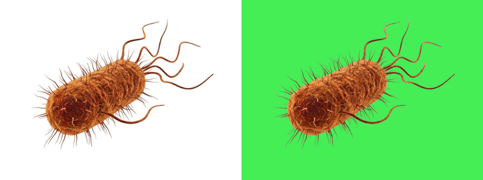 3D rendered brown bacterial cell