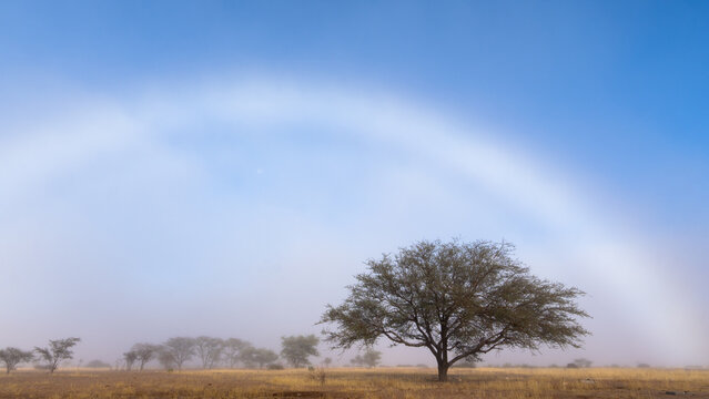 Fogbow above a lone tree in desert mist, Namibia
