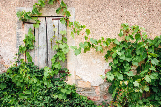 Vieille fa&ccedil;ade de maison rose avec un vieux volet en bois. Vigne vierge grimpant sur une maison abandonn&eacute;e.