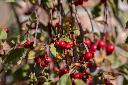 Clusters of bright red ornamental crabapples hanging on tree branches in autumn sunlight with selective focus and natural garden