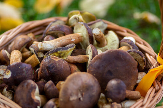 Wicker basket filled with freshly picked edible boletes and wild mushrooms on grass, surrounded by fallen autumn leaves
