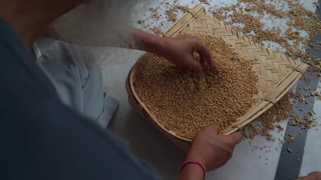 Sorting dried wheat grains on a woven bamboo tray