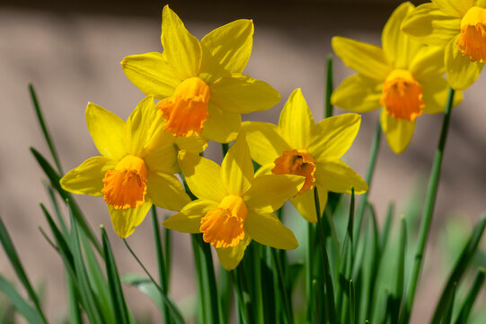 Blooming yellow dwarf daffodils Narcissus with orange cup in spring garden